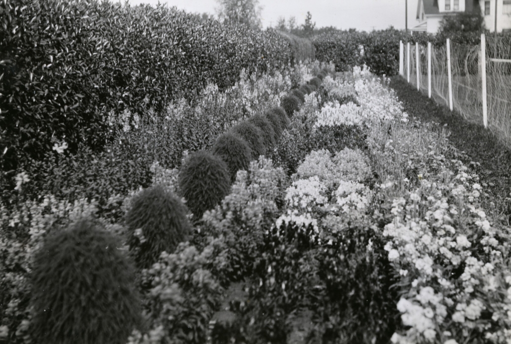 Flowers and shrubs at the Lacombe Research Station.