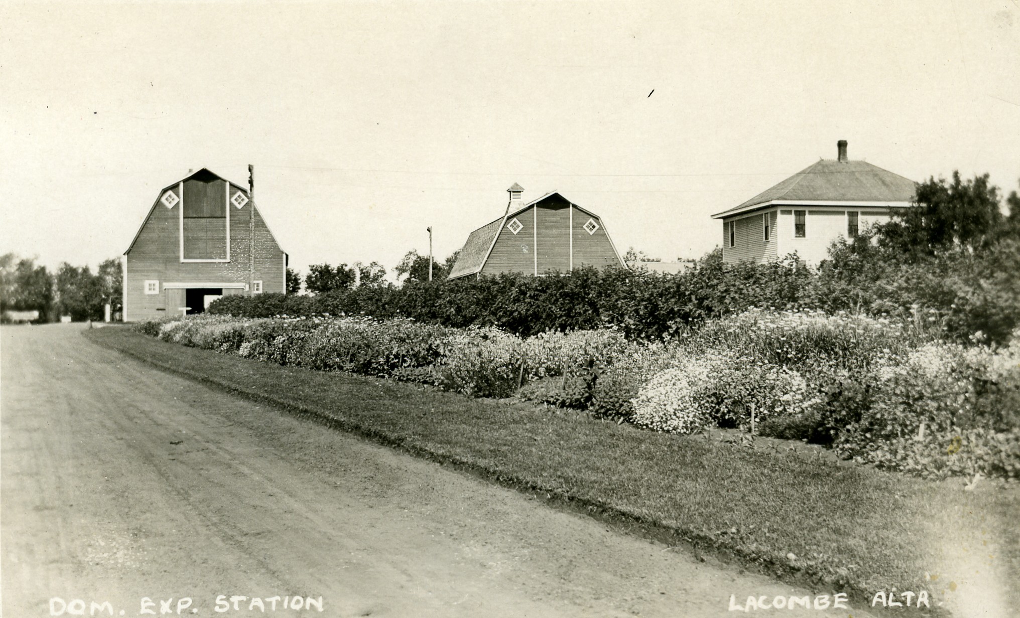 Barns and shrubs at the Lacombe Research Station