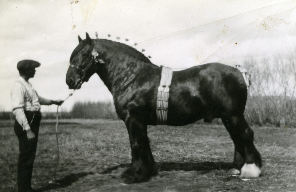 Man with draft horse at the Research Station.