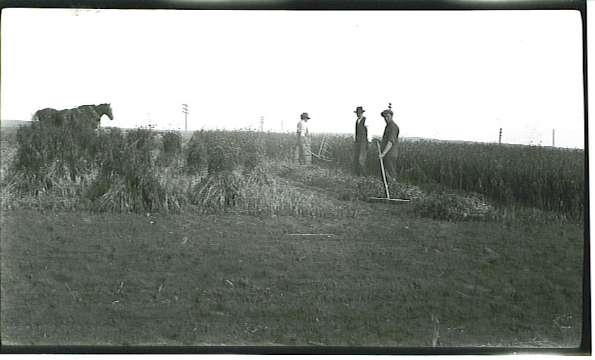 Cutting buckwheat at the Lacombe Research and Development Centre