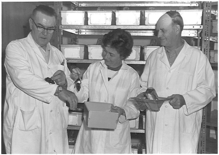 Small animal laboratory staff. Ev Gilmar (middle) and her assistants John Stuivenberg (left) and John Tymstra (right). c.1970